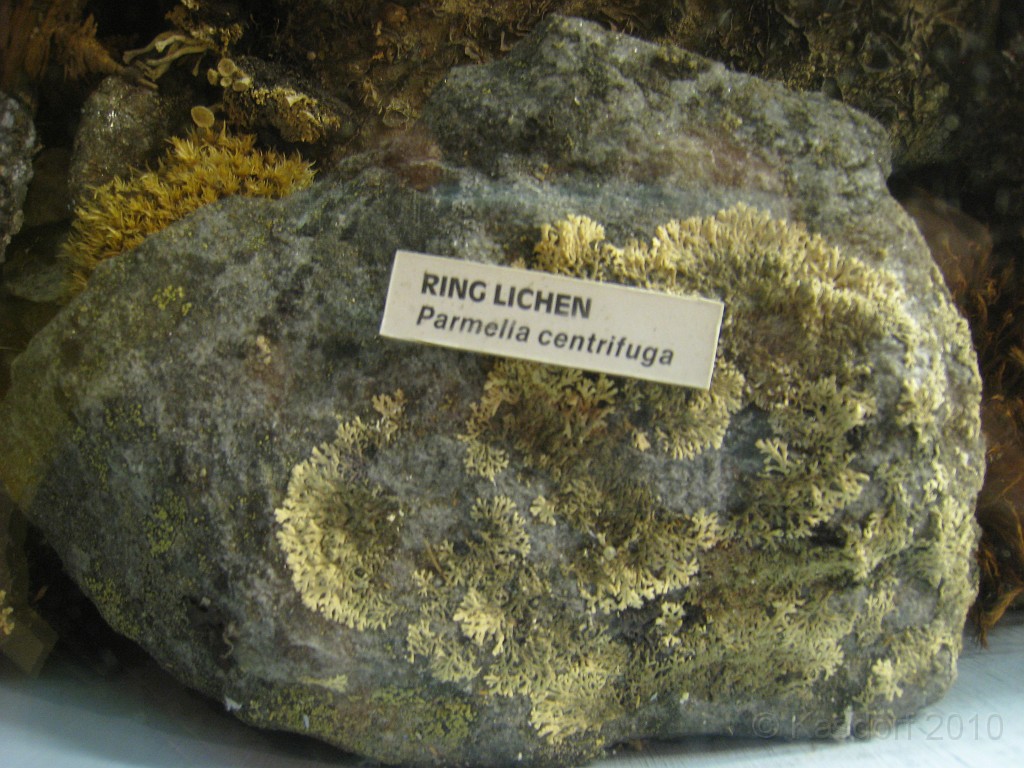 Mt Washington NH 2010 0535.jpg - Mt Washington NH. On May 23 2010 drove the road to the summit. Looked at the views, took some pictures, and drove back down.